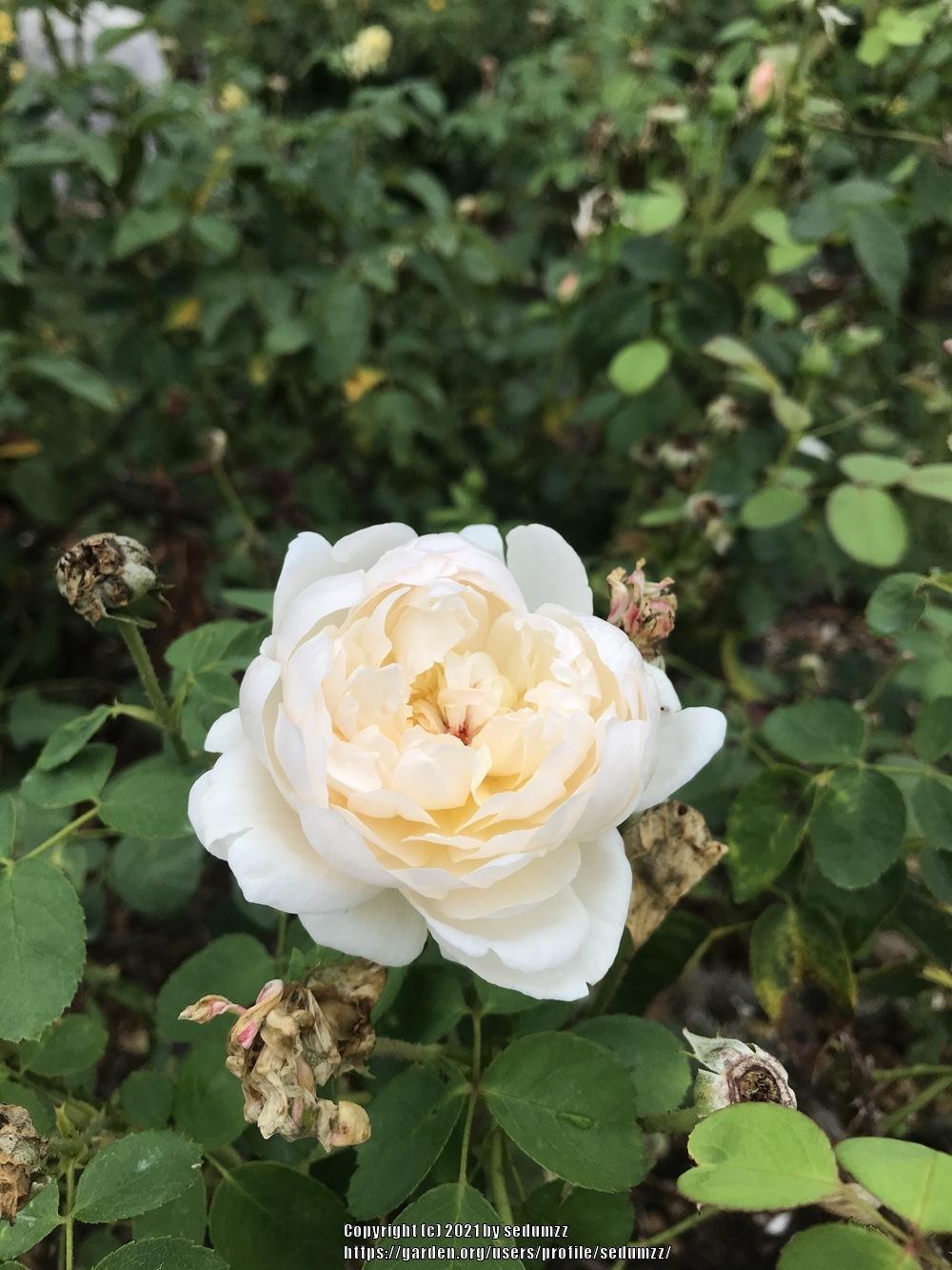 Photo of Rose (Rosa 'Winchester Cathedral') uploaded by sedumzz