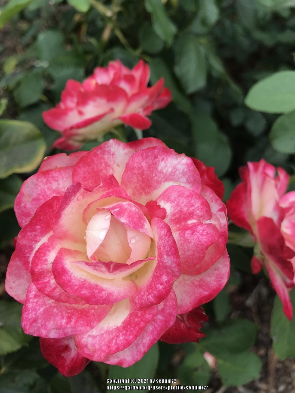 Photo of Rose (Rosa 'Cherry Parfait') uploaded by sedumzz