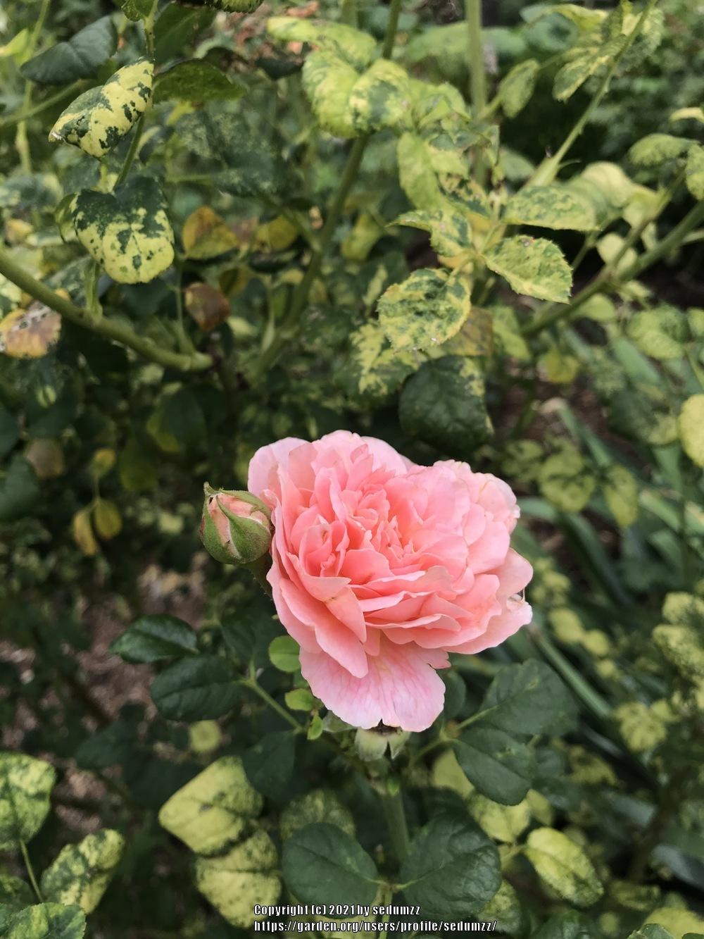 Photo of English Shrub Rose (Rosa 'Pat Austin') uploaded by sedumzz