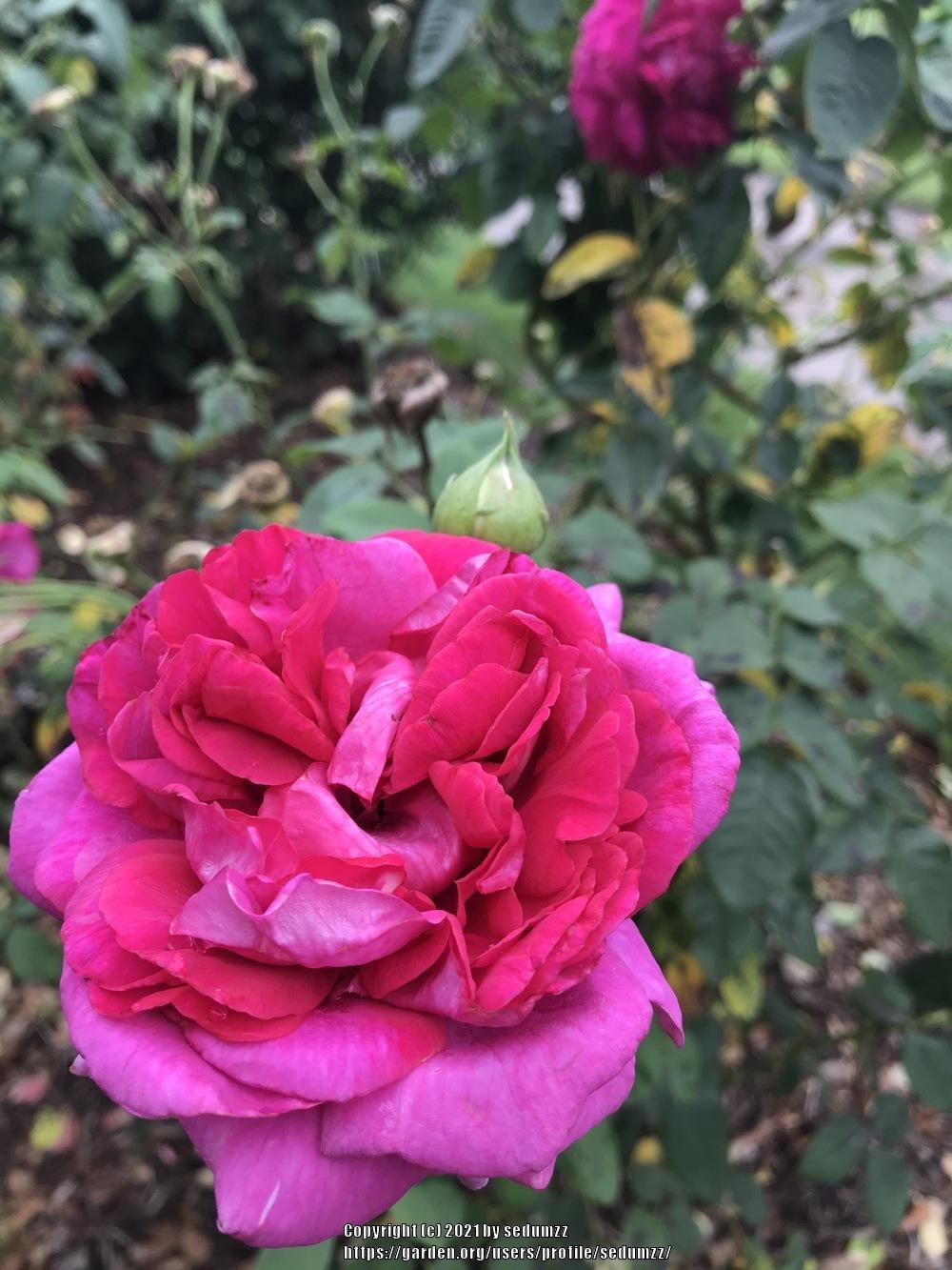 Photo of English Shrub Rose (Rosa 'The Dark Lady') uploaded by sedumzz
