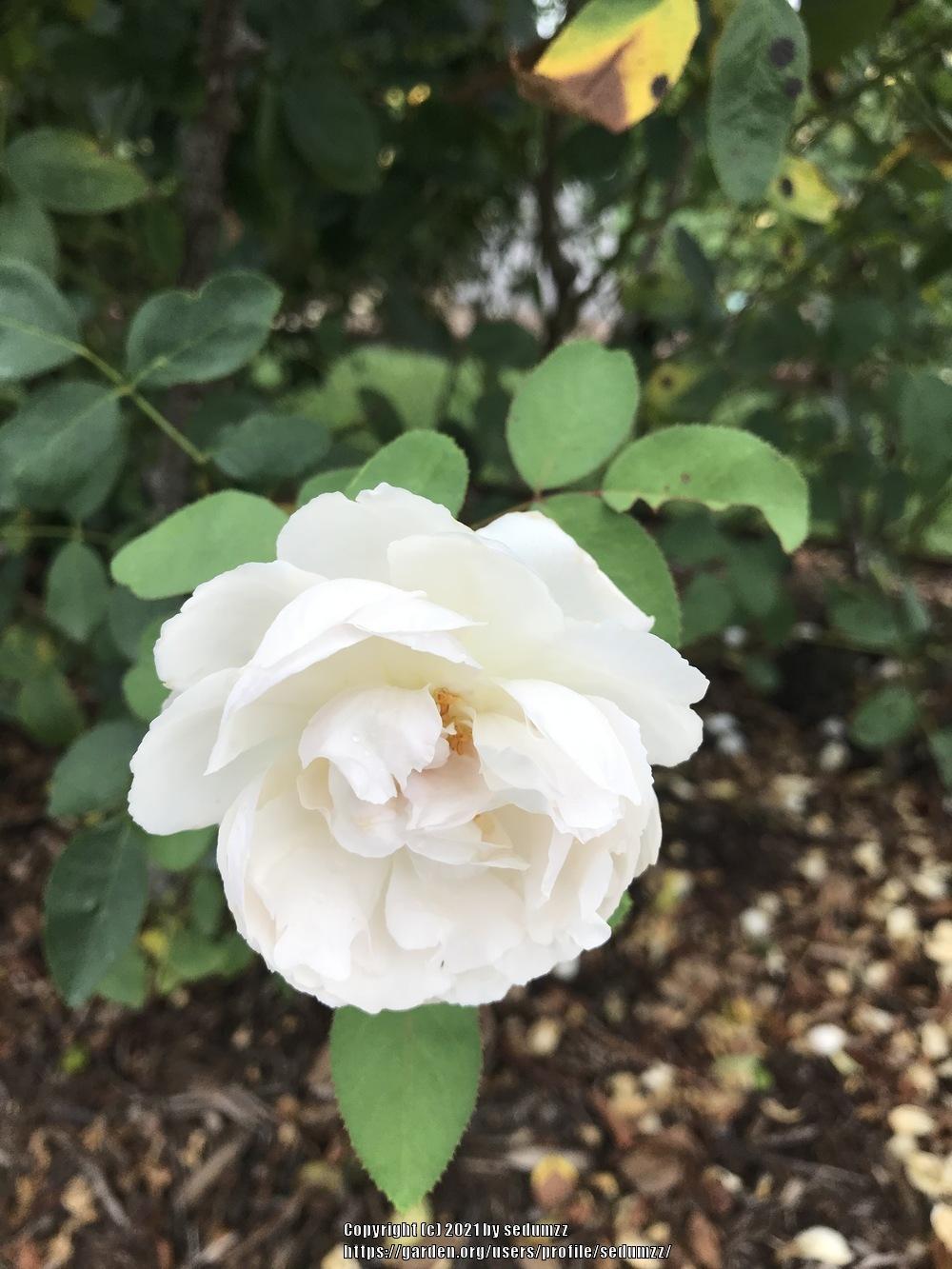 Photo of Rose (Rosa 'Winchester Cathedral') uploaded by sedumzz
