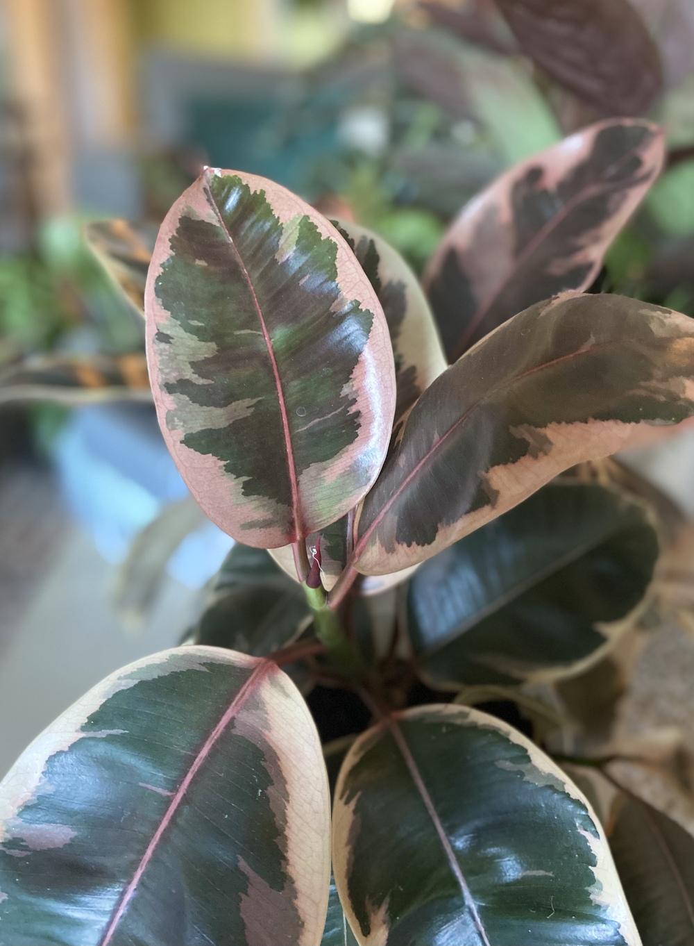 Photo of Variegated Rubber Tree (Ficus elastica 'Ruby') uploaded by Calif_Sue