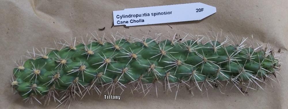 Photo of Cane Cholla (Cylindropuntia imbricata subsp. spinosior) uploaded by purpleinopp