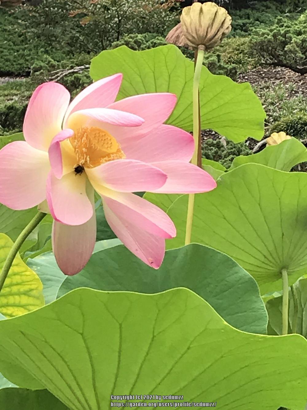 Photo of Sacred Lotus (Nelumbo nucifera) uploaded by sedumzz