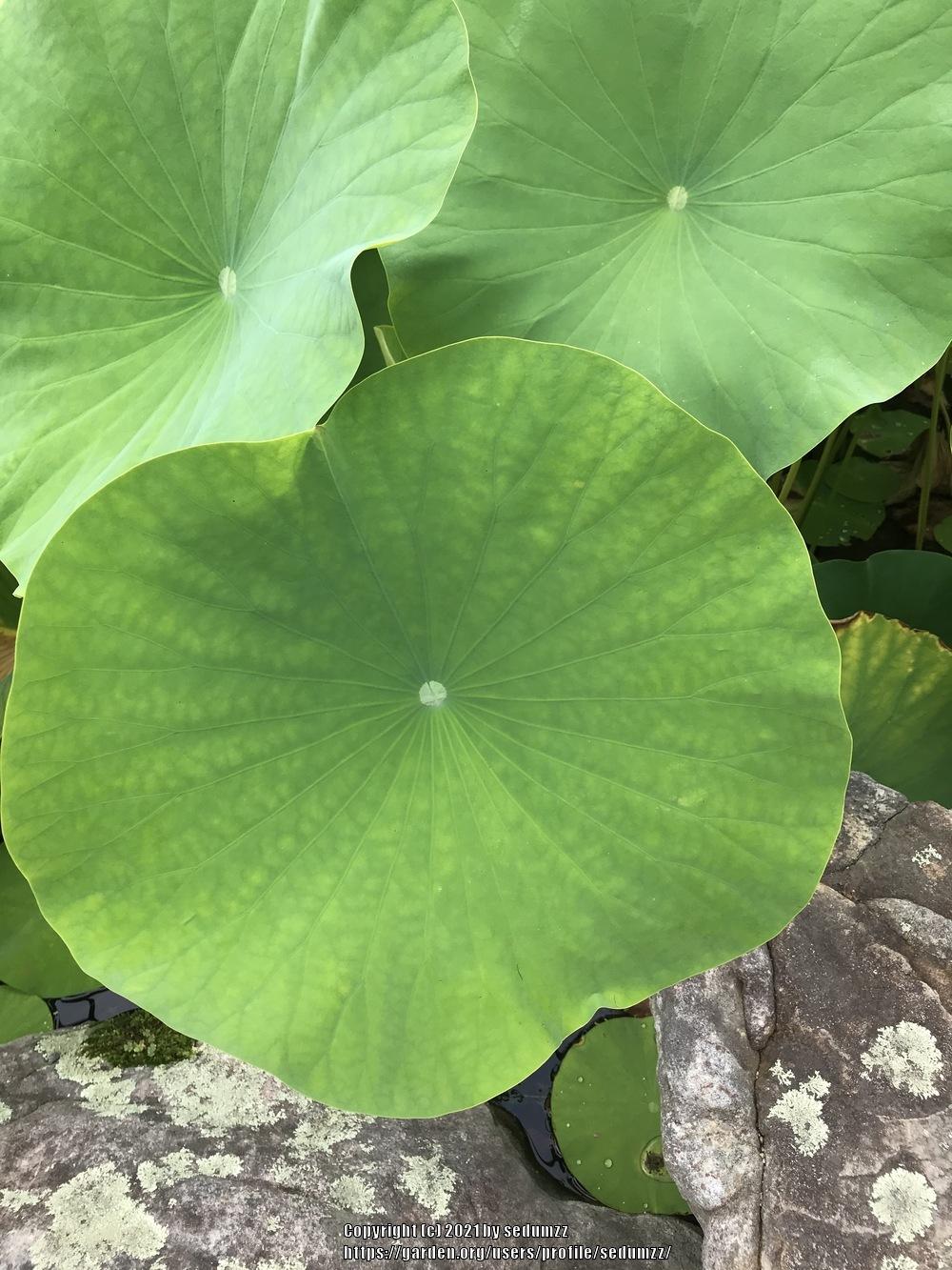 Photo of Sacred Lotus (Nelumbo nucifera) uploaded by sedumzz