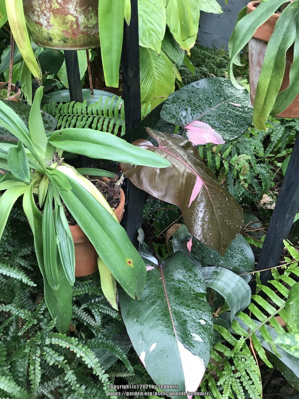 Photo of Blushing Philodendron (Philodendron erubescens 'Pink Princess') uploaded by sedumzz