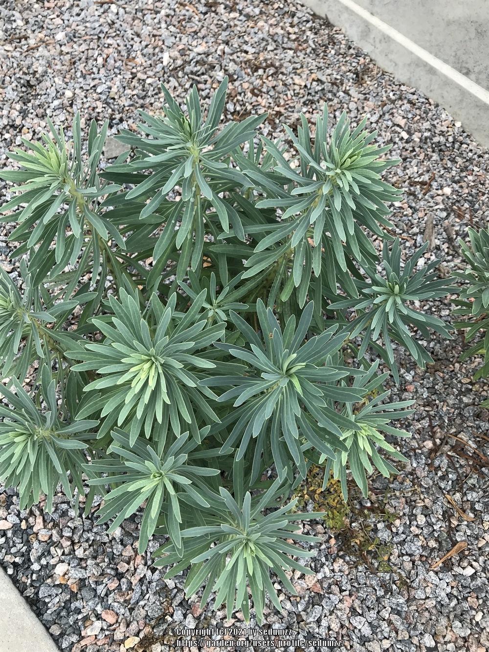 Photo of Euphorbias (Euphorbia) uploaded by sedumzz