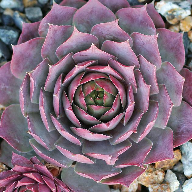 Photo of Hen and Chicks (Sempervivum 'Lilac Time') uploaded by Joy