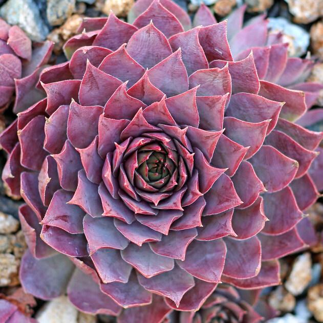 Photo of Hen and Chicks (Sempervivum 'Lilac Time') uploaded by Joy