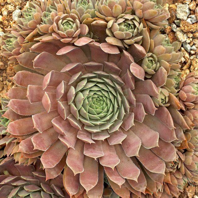 Photo of Hen and Chicks (Sempervivum 'Pacific Blue Ice') uploaded by Joy