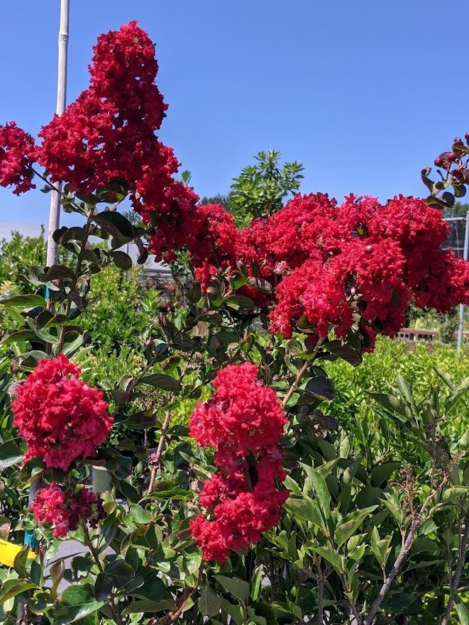 Photo of Crepe Myrtle (Lagerstroemia indica Dynamite®) uploaded by Joy