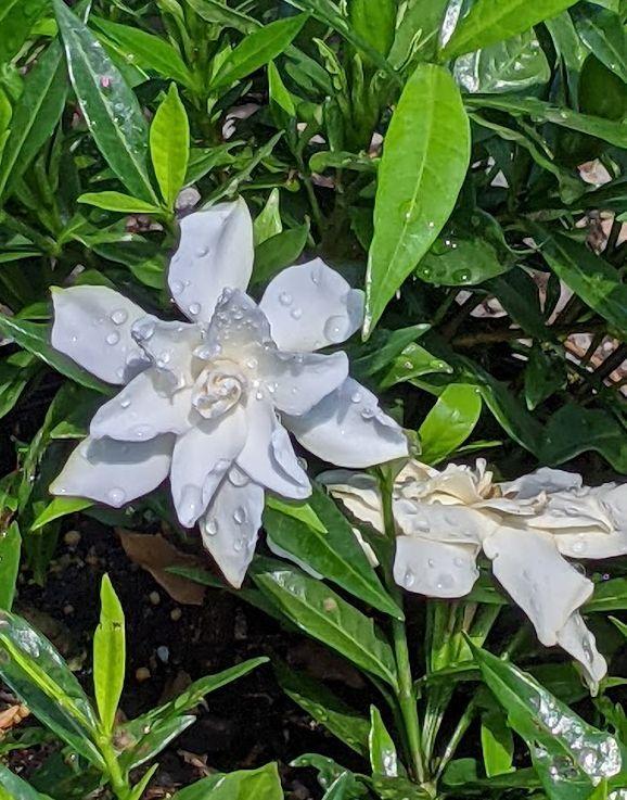 Photo of Gardenia (Gardenia jasminoides 'Frostproof') uploaded by Joy