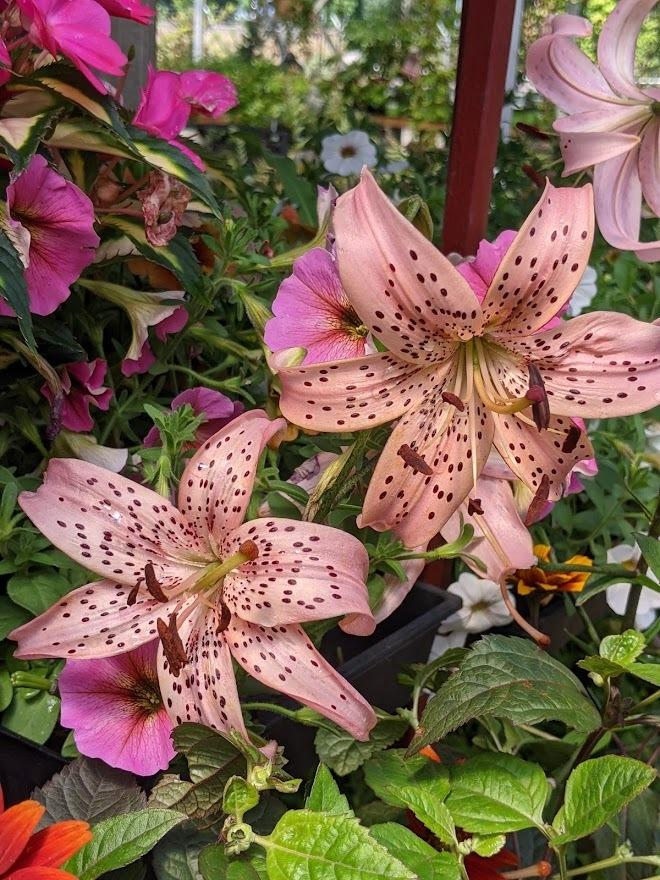 Photo of Lily (Lilium 'Tiger Rose') uploaded by Joy