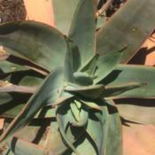 Aloe Striata that has formed a branch.