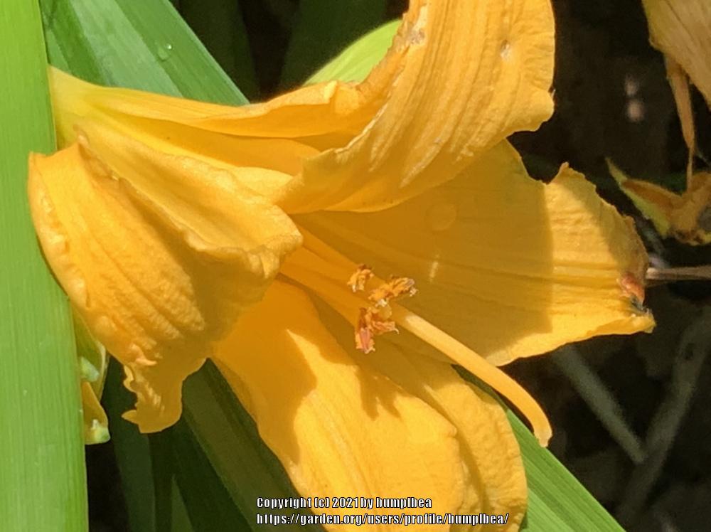 Photo of Daylilies (Hemerocallis) uploaded by bumplbea