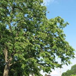 Location: Downingtown Pennsylvania
Date: 2008-06-15
foliage of side of tree's crown