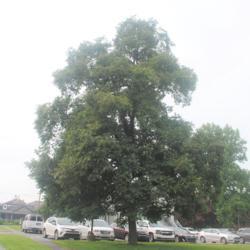 Location: Intercourse, Pennsylvania
Date: 2021-07-21
full-grown tree