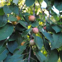 Location: Downingtown Pennsylvania
Date: 2012-09-21
fruit on tree