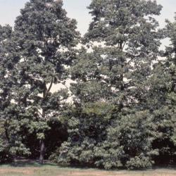 Location: Morton Arboretum in Lisle, Illinois
Date: summer of 1984
old photo of summer trees planted at arboretum