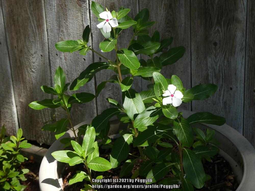 Photo of Madagascar Periwinkle (Catharanthus roseus 'Pacifica Polka Dot') uploaded by Peggy8b