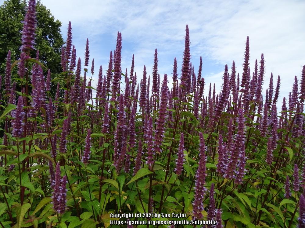 Photo of Anise Hyssop (Agastache 'Black Adder') uploaded by kniphofia