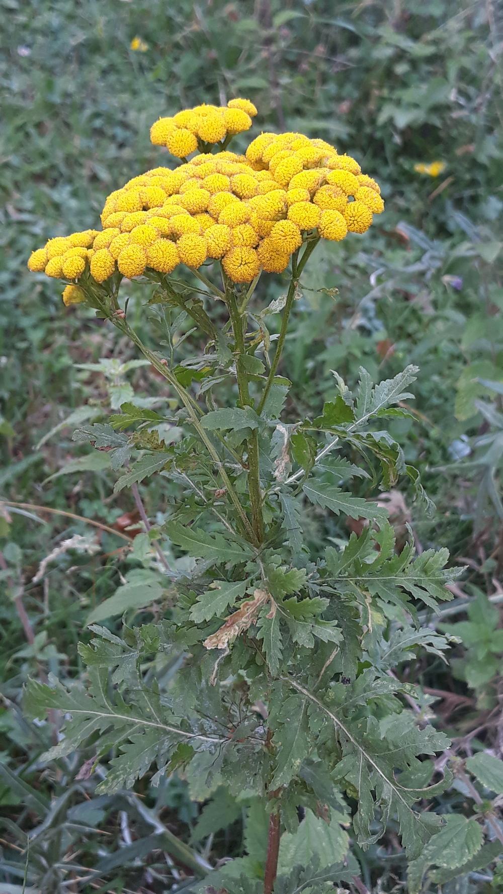 Photo of Tansy (Tanacetum vulgare) uploaded by skopjecollection