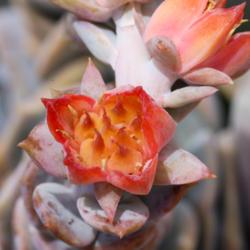 Location: Baja California
Date: 2021-08-15
Monstrose flower with double pistils