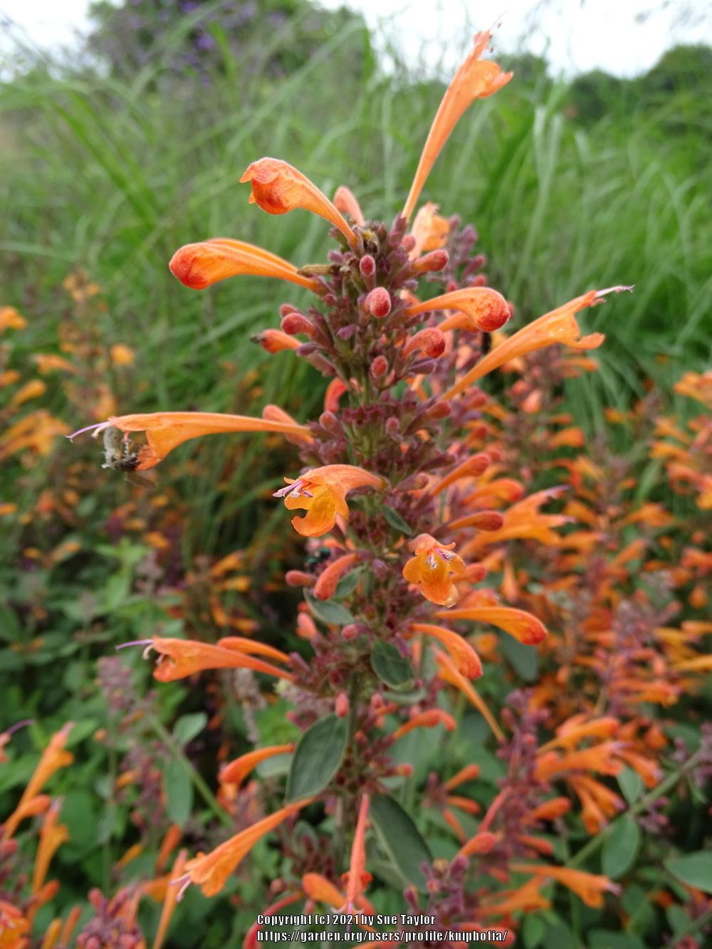 Photo of Anise Hyssop (Agastache aurantiaca 'Apricot Sprite') uploaded by kniphofia