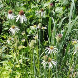 Location: Morton Arboretum in Lisle, Illinois
Date: 2016-06-15
white flowers rather than purple