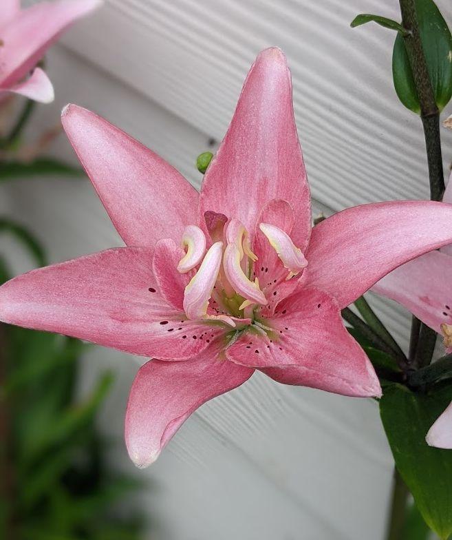 Photo of Lily (Lilium 'Elodie') uploaded by Joy