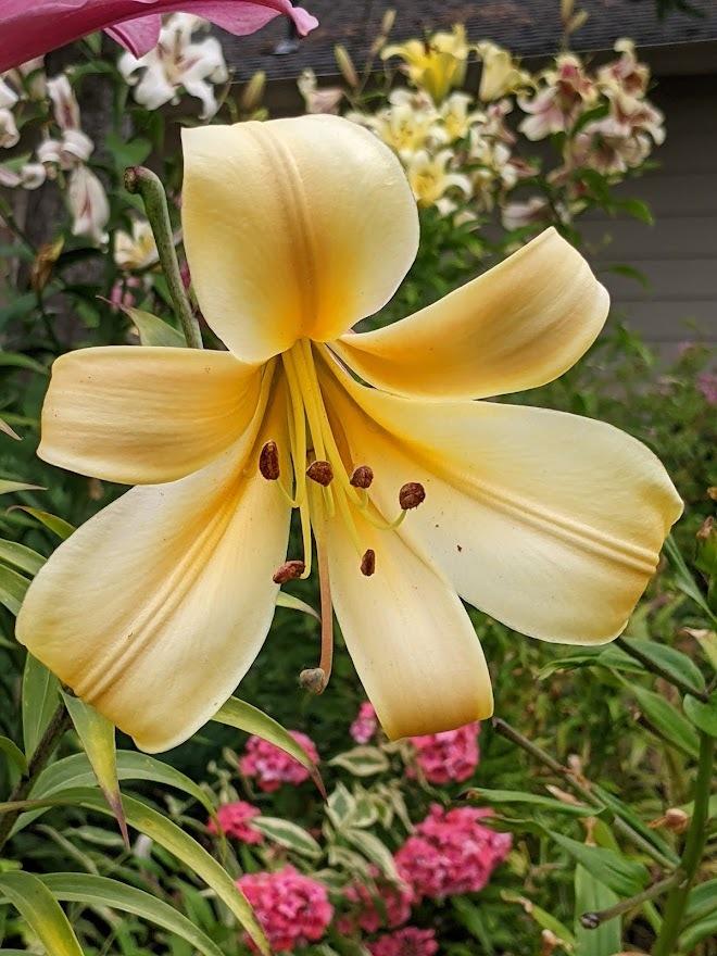 Photo of Lily (Lilium African Queen) uploaded by Joy