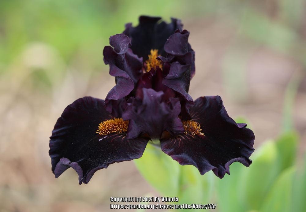 Photo of Standard Dwarf Bearded Iris (Iris 'Devil's Night') uploaded by Valery33