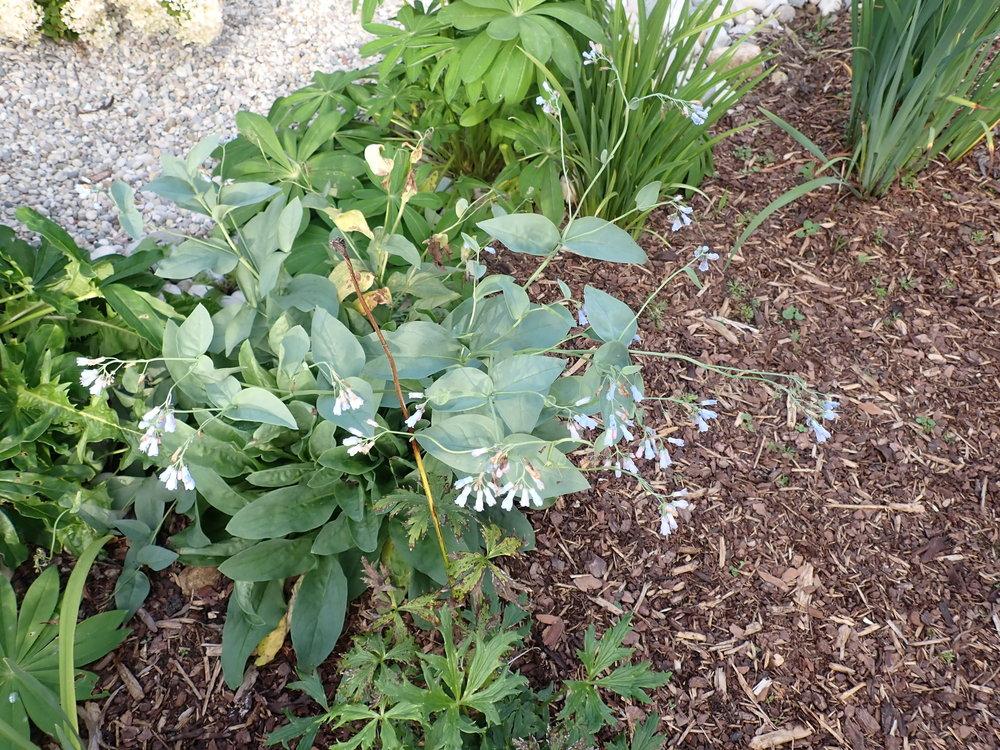 Photo of Tall Fringed Bluebells (Mertensia ciliata) uploaded by Vals_Garden