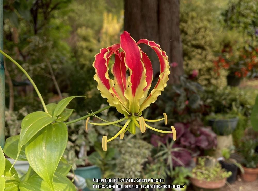 Photo of Gloriosa Lily (Gloriosa superba 'Rothschildiana') uploaded by Henhouse