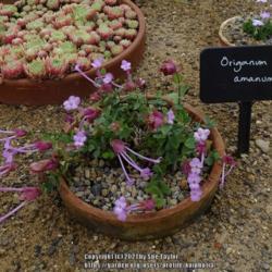 Location: RHS Harlow Carr alpine house, Yorkshire, UK
Date: 2021-08-14