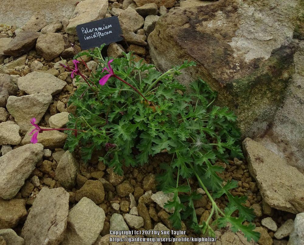 Photo of Celery Scented Pelargonium (Pelargonium ionidiflorum) uploaded by kniphofia