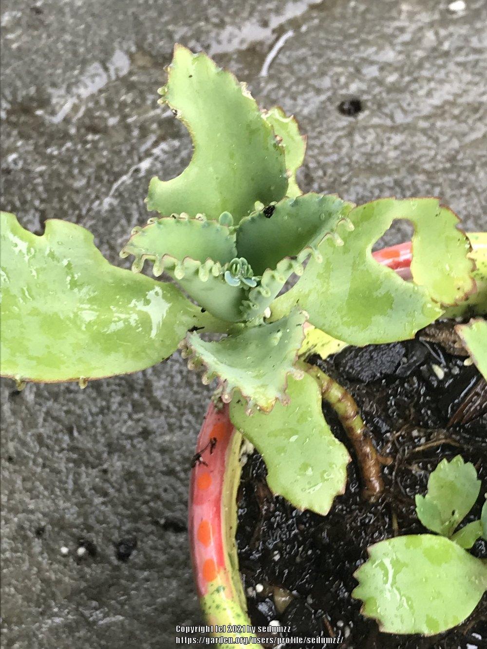 Photo of Mother of Millions (Kalanchoe laetivirens) uploaded by sedumzz