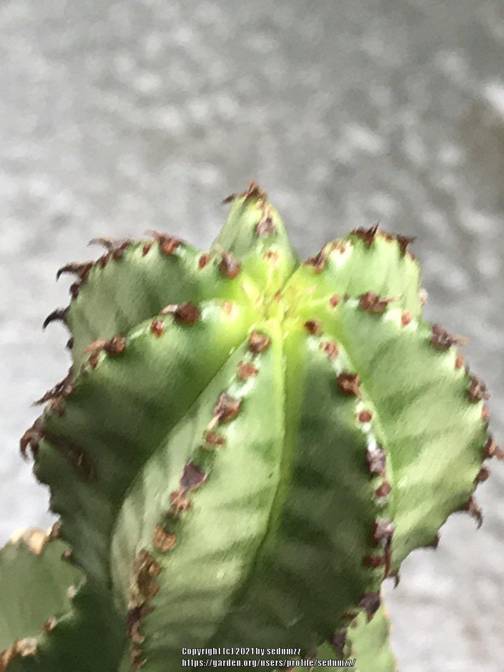 Photo of Euphorbia (Euphorbia polygona var. anoplia) uploaded by sedumzz