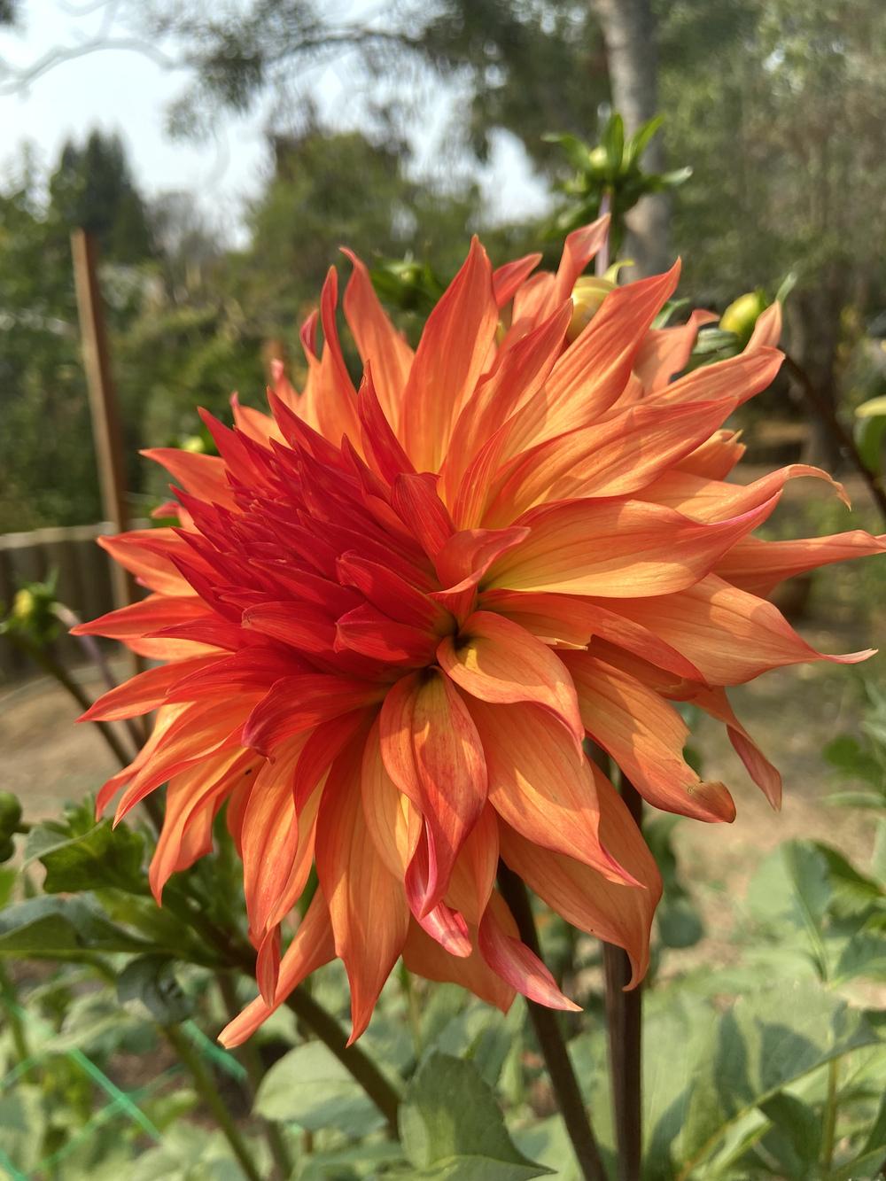 Photo of Dahlia 'Woodland's Wildthing' uploaded by Calif_Sue