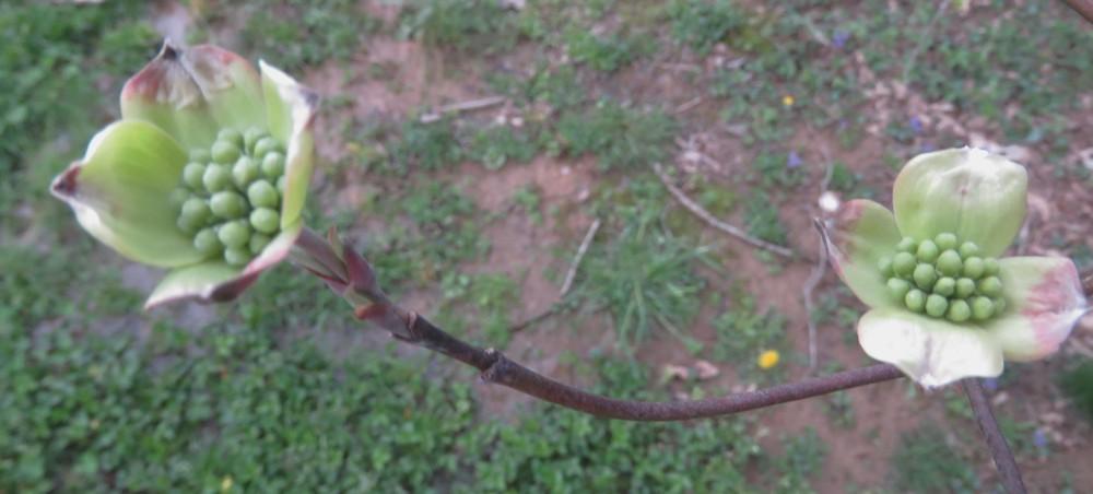Photo of Flowering Dogwood (Cornus florida) uploaded by PeggyC