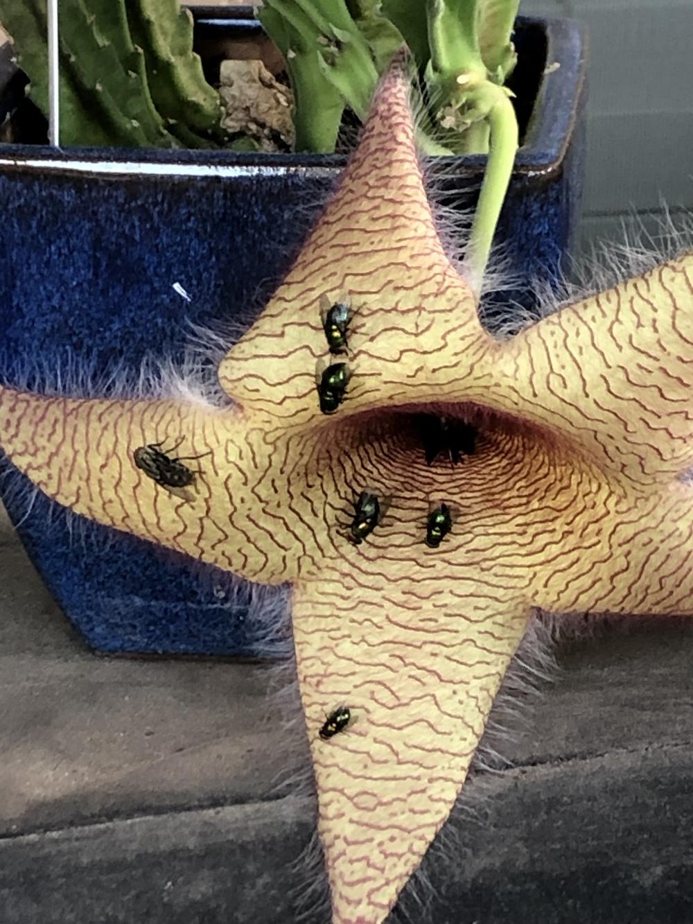 Photo of Starfish Plant (Ceropegia gigantea) uploaded by SALL20