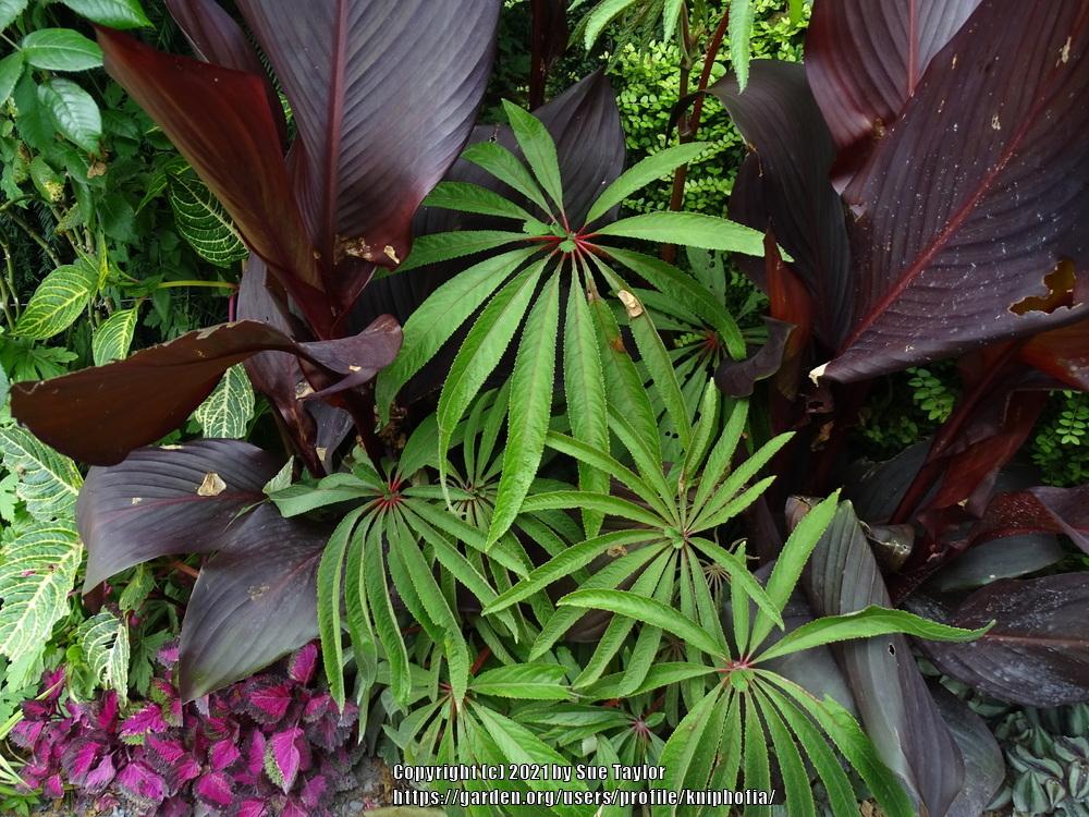 Photo of Palm-leaf Begonia (Begonia luxurians) uploaded by kniphofia