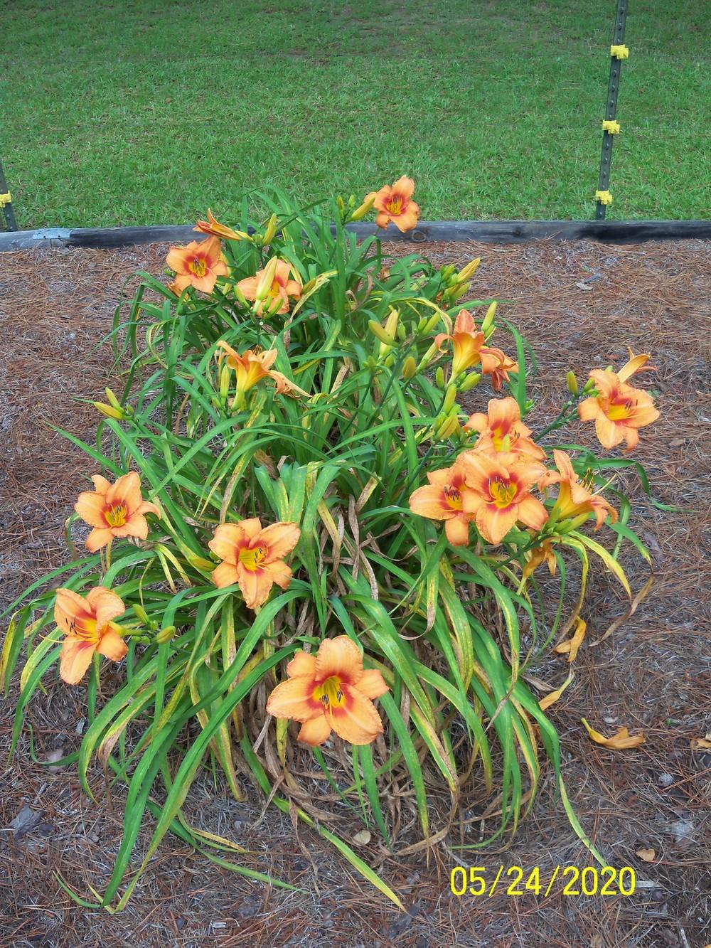 Photo of Daylily (Hemerocallis 'Leebea Orange Crush') uploaded by Avedon