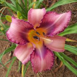 Location: My garden in northeast Texas
Date: 2020-05-26
Beautiful flower, almost always perfect