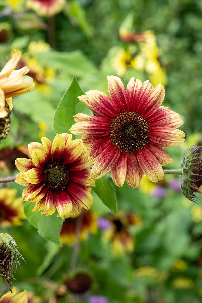 Photo of Sunflower (Helianthus annuus 'Ruby Eclipse') uploaded by Joy