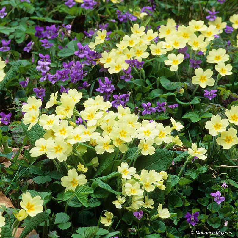 Photo of Wild Primrose (Primula vulgaris) uploaded by Joy