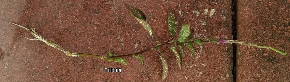 Photo of Polka Dot Plant (Hypoestes phyllostachya) uploaded by purpleinopp