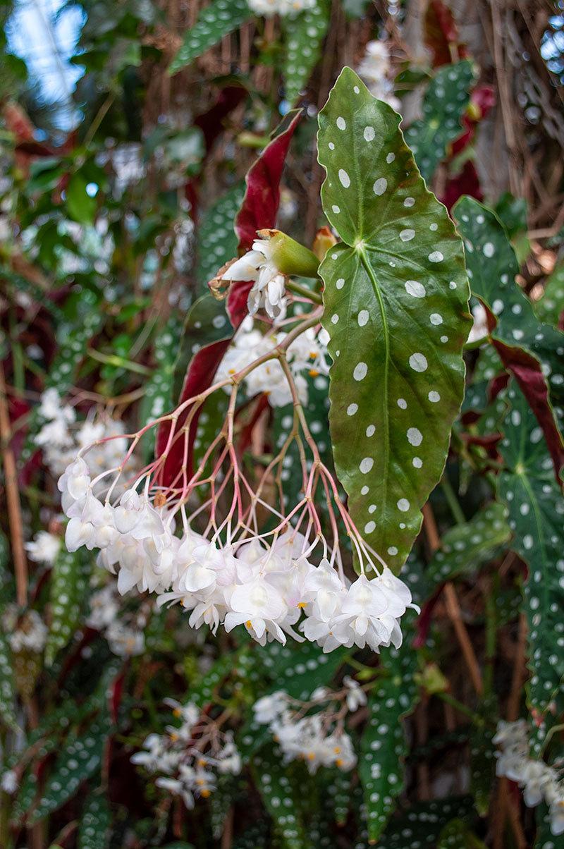 Photo of Polka Dot Begonia (Begonia maculata) uploaded by Joy