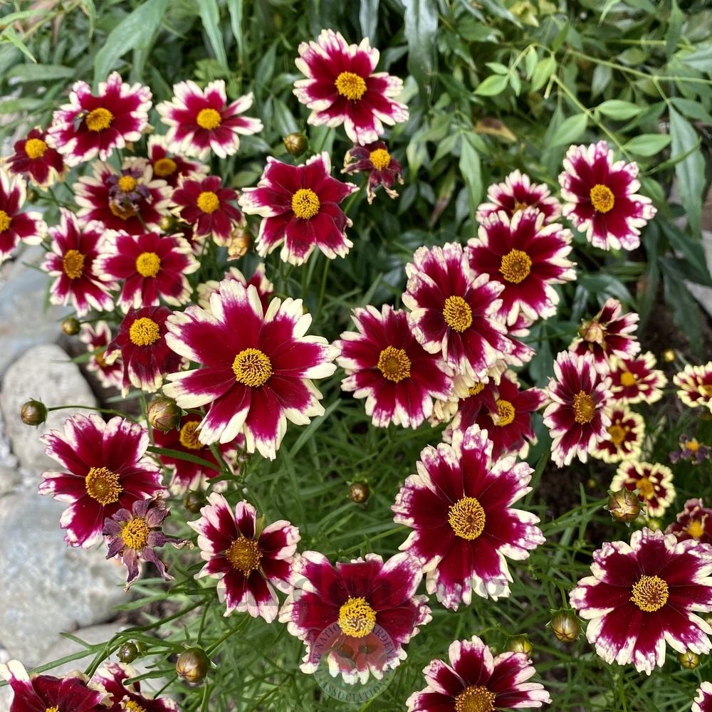 Photo of Hybrid Tickseed (Coreopsis Hardy Jewel™ Ruby Frost) uploaded by Patty