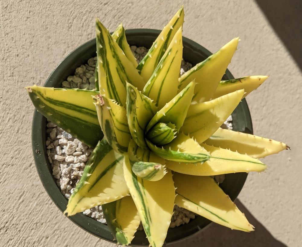 Photo of Aloes (Aloe) uploaded by kkaymci55